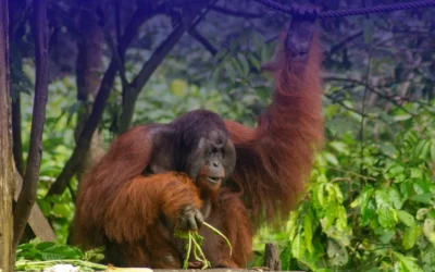 Pesona Wisata Bukit Lawang: Gerbang Alam Menuju Petualangan di Leuser