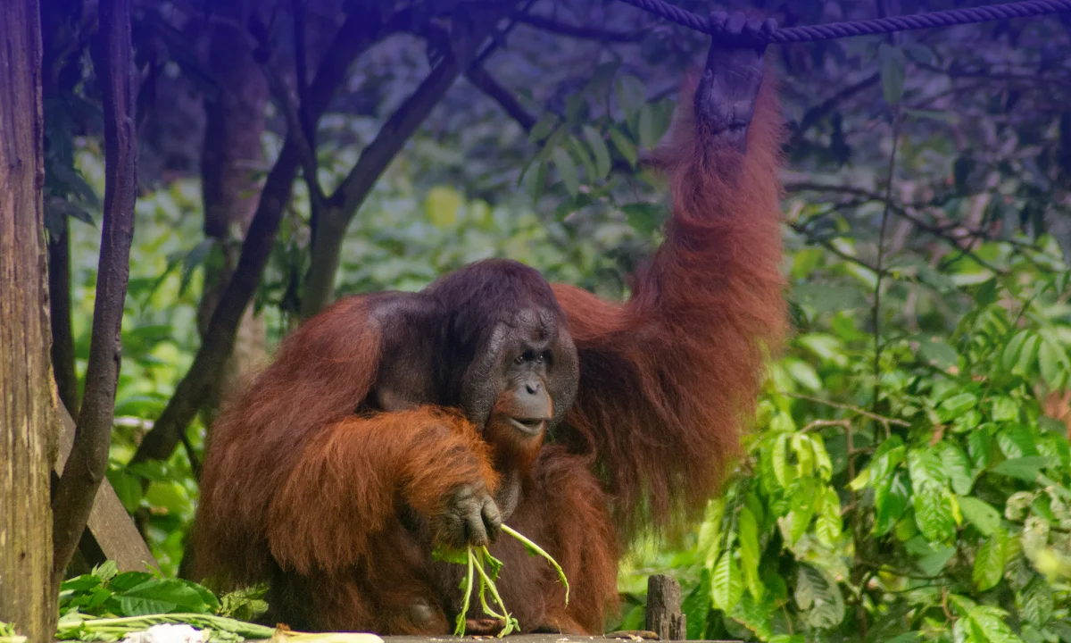 orang utan